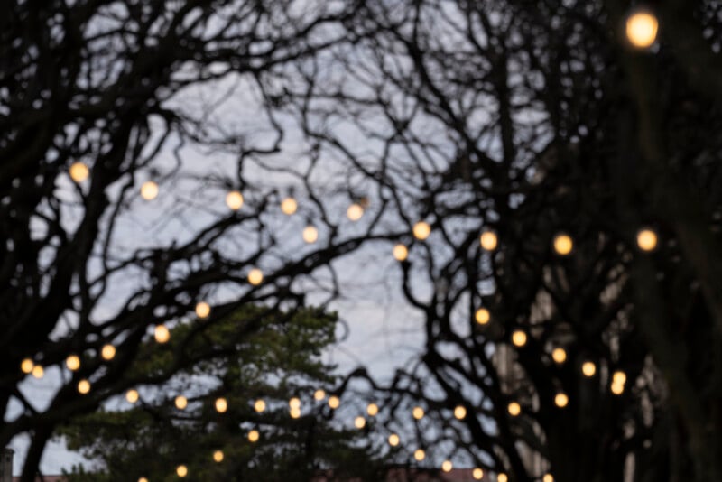 Out-of-focus string lights hang between leafless tree branches, creating a soft, glowing effect against a grayish sky.
