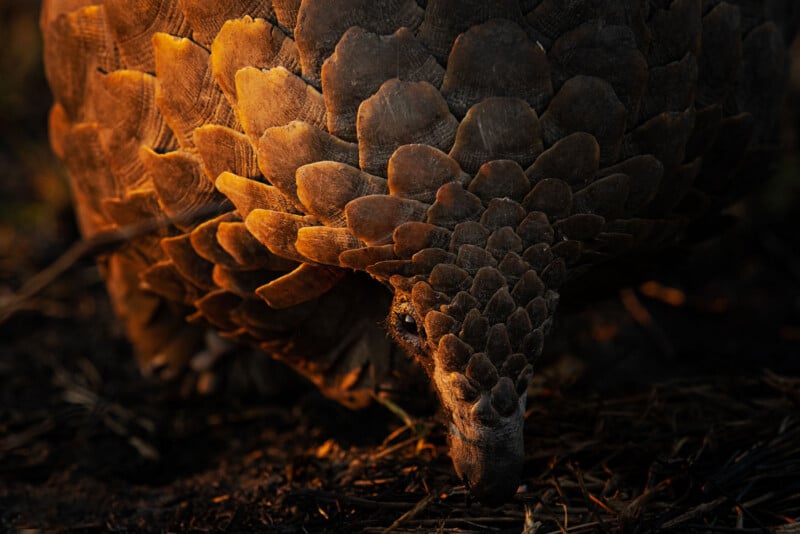 A close-up of a pangolin, showing its overlapping brown scales in warm sunlight as it bends down to the ground, highlighting the texture and pattern of its armored body.
