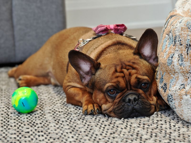 A brown French Bulldog wearing a harness is lying on a patterned rug, resting its head near a woven cushion. A colorful toy ball is positioned on the ground beside the dog.